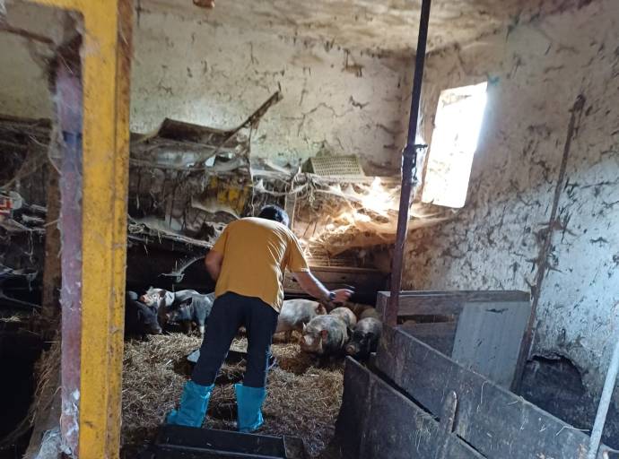 Avigliana, maxi operazione in una cascina: salvati oltre 70 animali rimasti senza cure